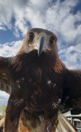 Imprint Female golden Eagle 5 yrs old well handled all paper work intact 