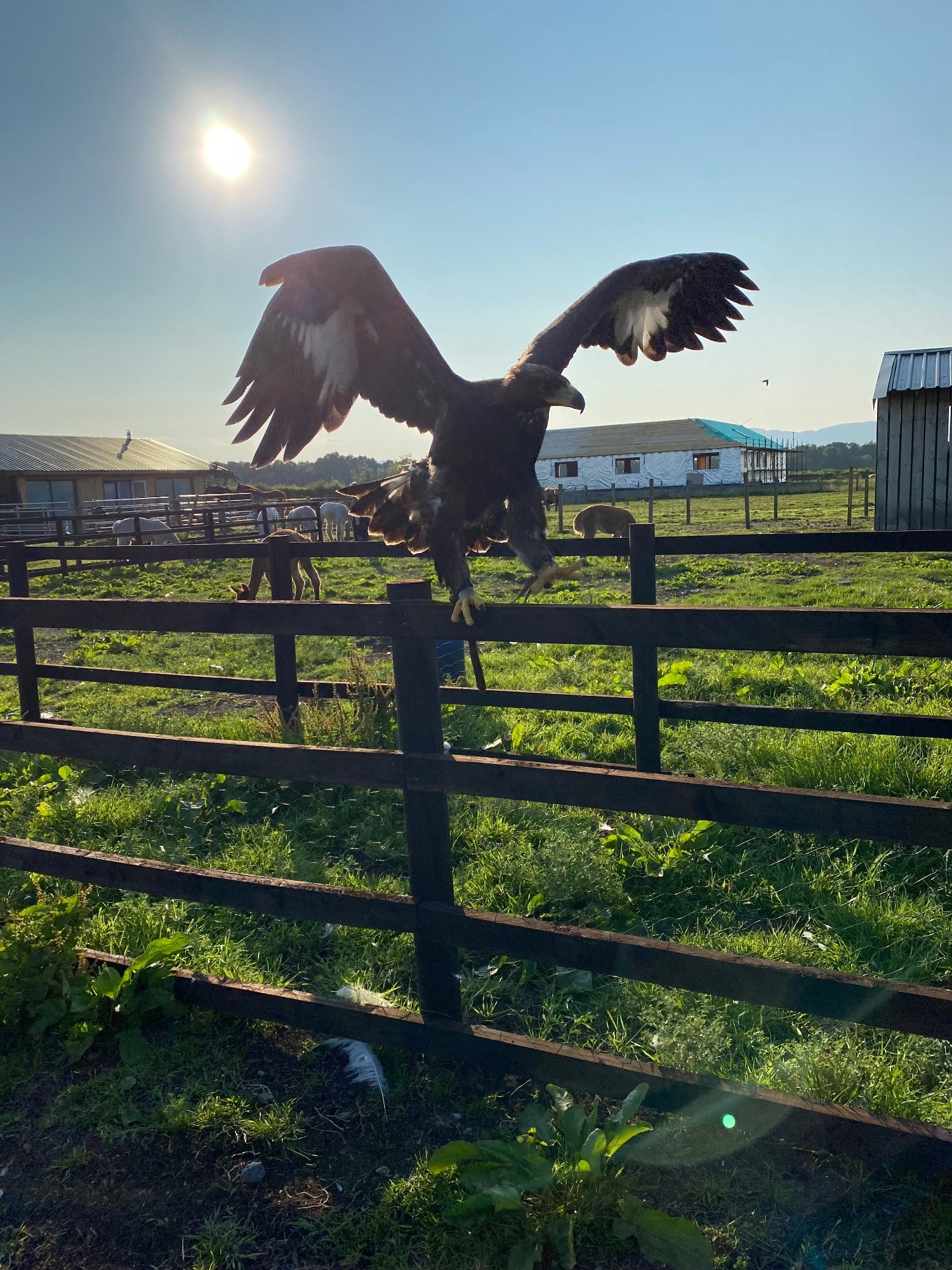 Eagles