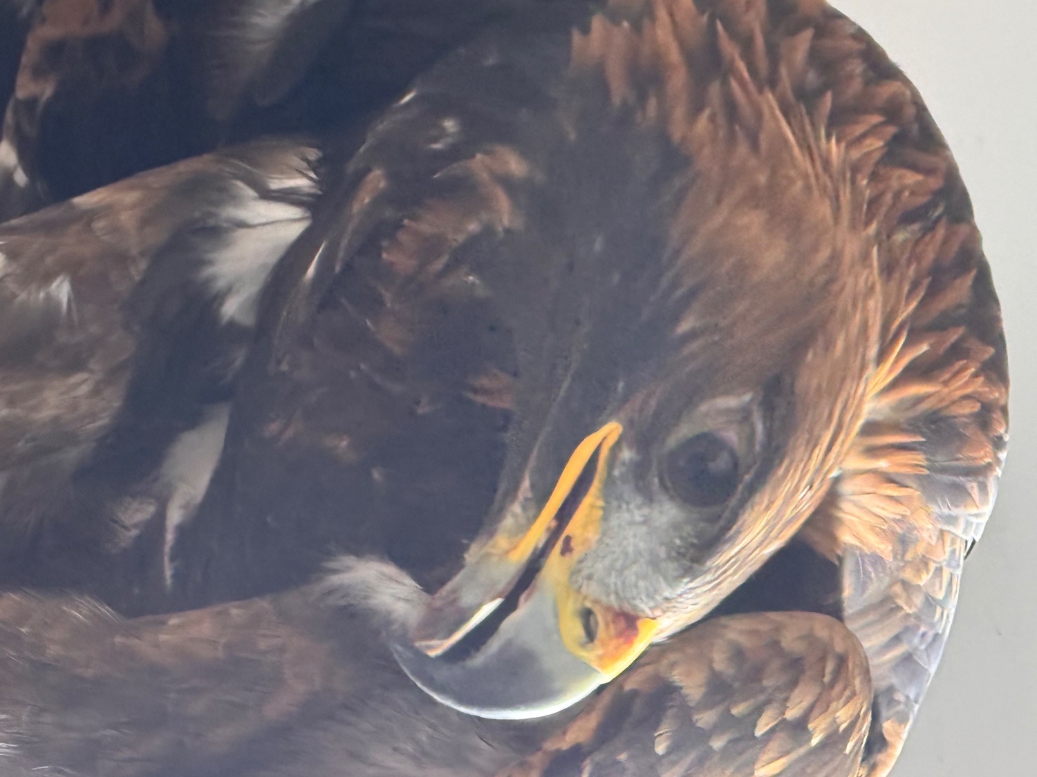 Eagles - {TYPE}