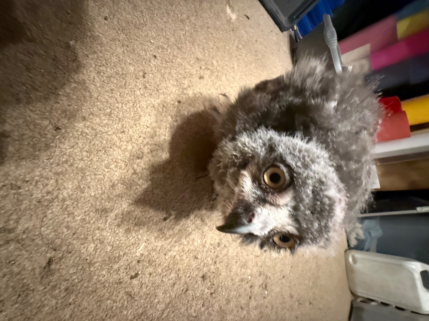 Snow Owls for sale four week old in {LOCATION}