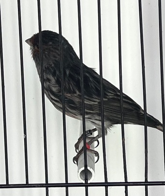Cobalt Black Red Mosaic Males 