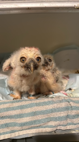 Spectacled Owls, three weeks old