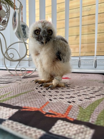 Spectacled Owls, three weeks old