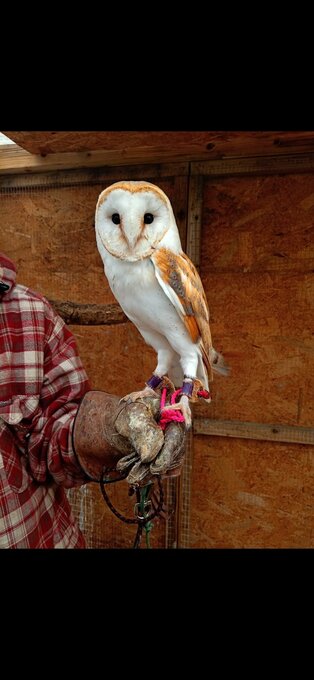 9Popcorn 2 years and 2 months barn owl looking for a new home due to not bonding