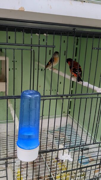 Red Siskins pairs for sale