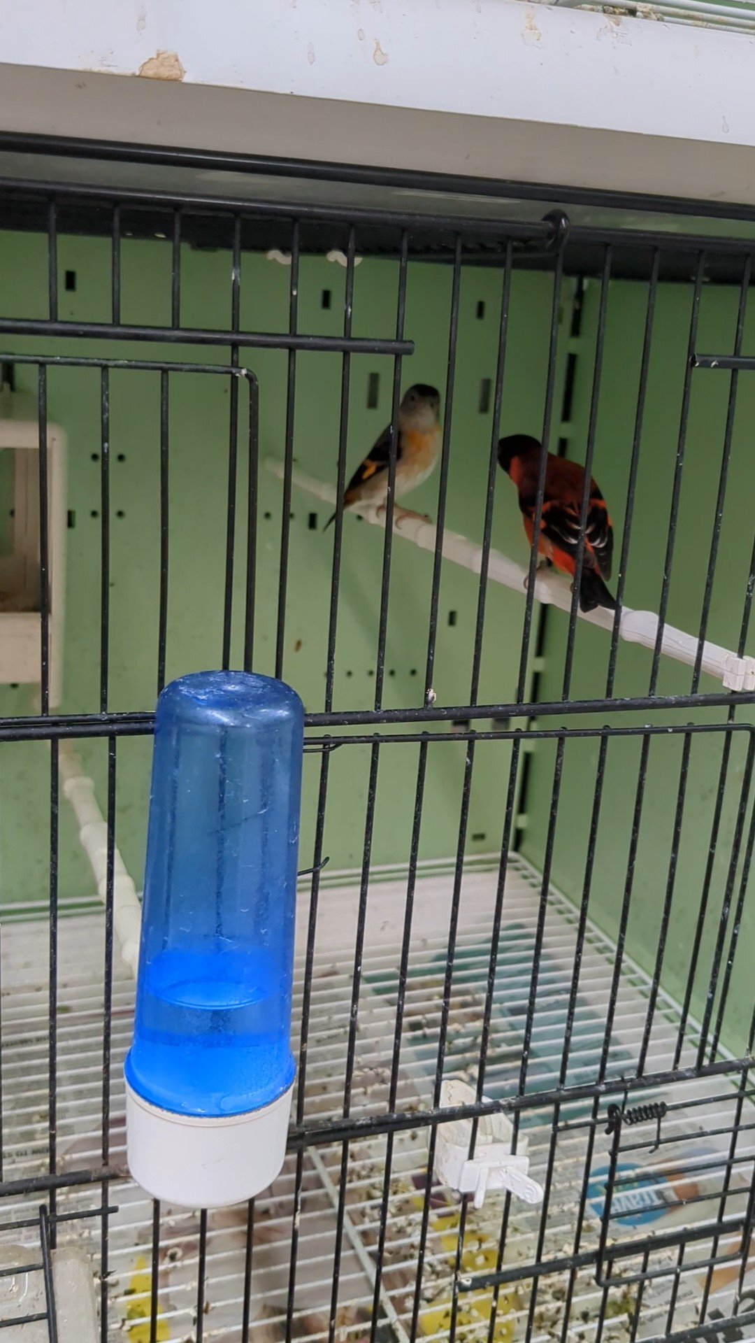 Red Siskins pairs for sale in {LOCATION}