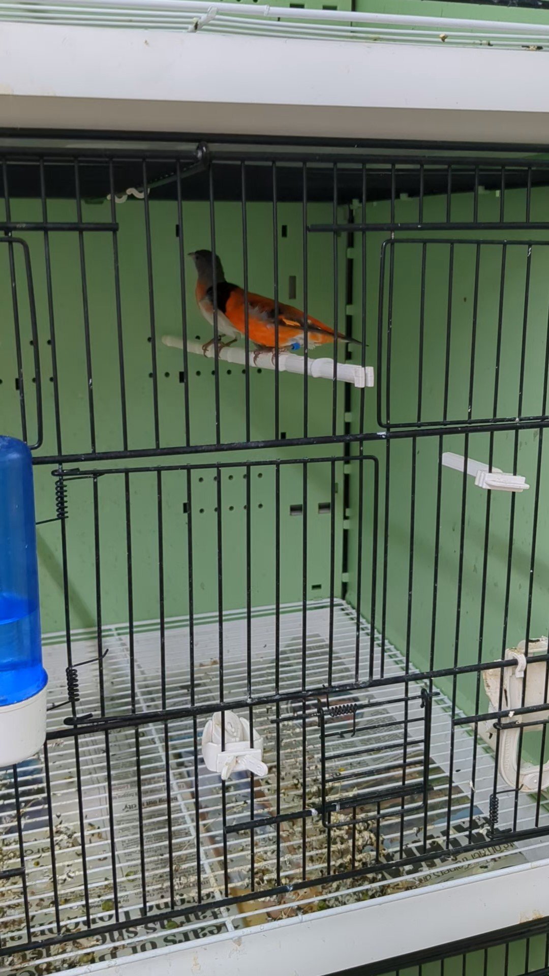 Finches