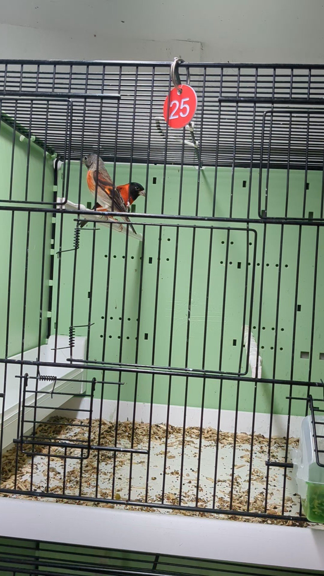 Finches - {TYPE}