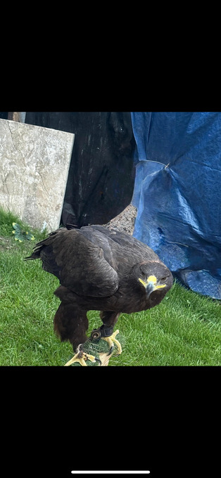 Female steppe eagle