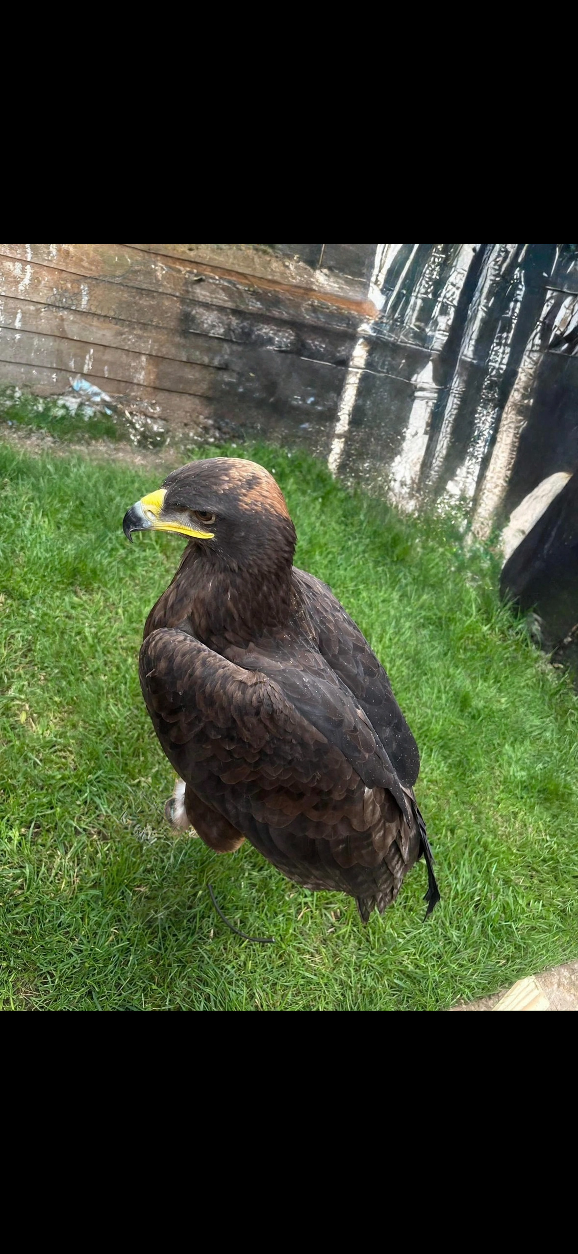 Eagles