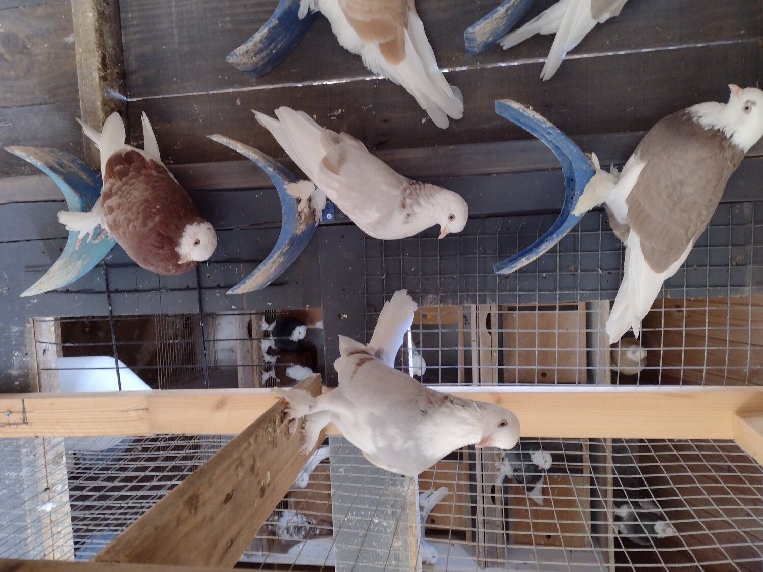 Pigeons