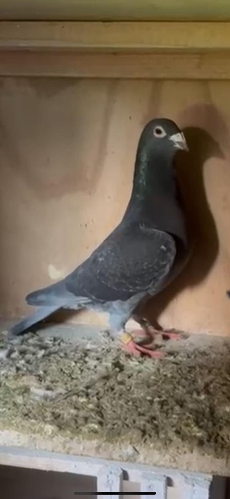 Racing pigeon for sale  in {LOCATION}