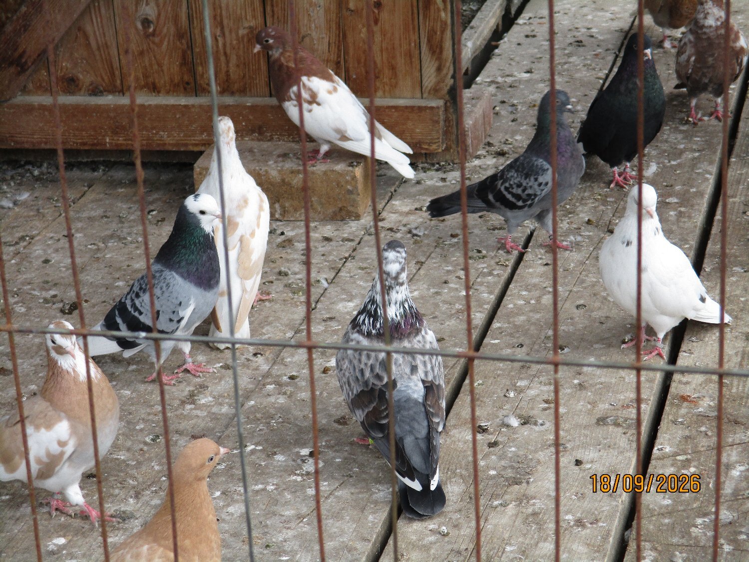 Pigeons