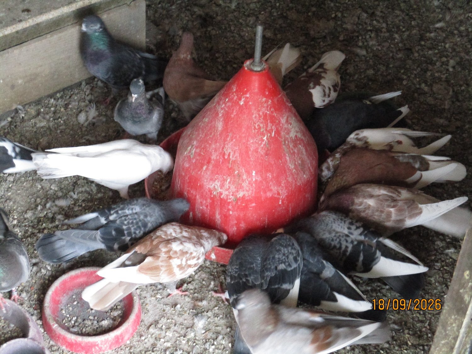 Pigeons - {TYPE}