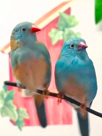 Blue Cap Waxbills