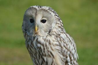 WANTED -BREEDING OWLS