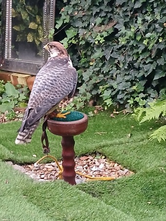Male Gyr x lanner 
