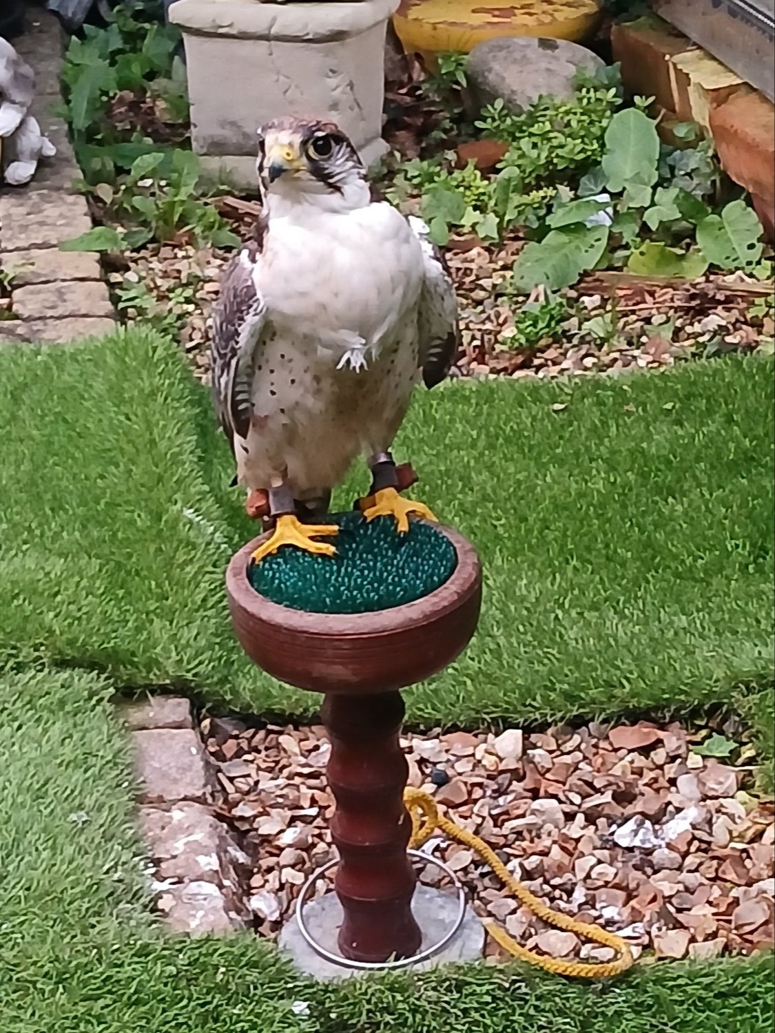 Falcons