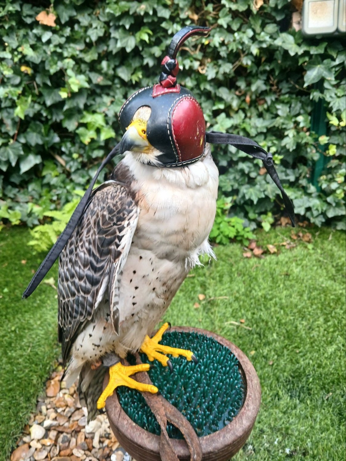 Falcons - {TYPE}