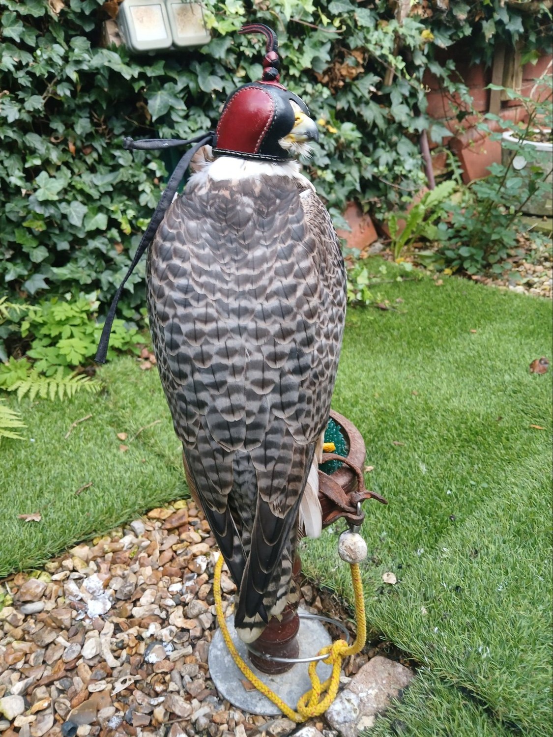 Falcons - Male Gyr x lanner 