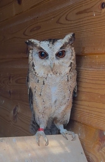 Pair of 2 year old Indian Scops owls available 