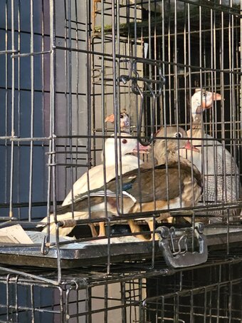 Pure Breed Poultry