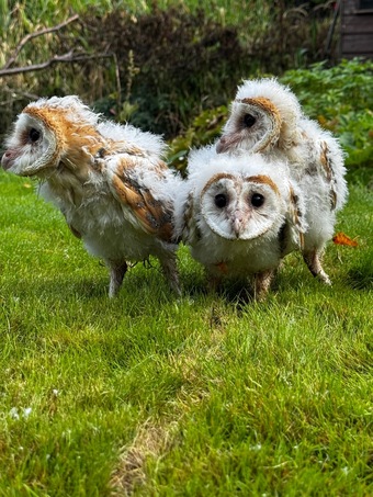 Barn Owl Owlets for sale 