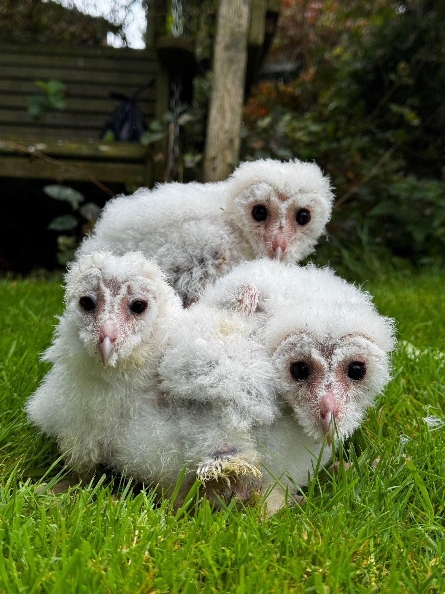 Barn Owl Owlets for sale  in {LOCATION}