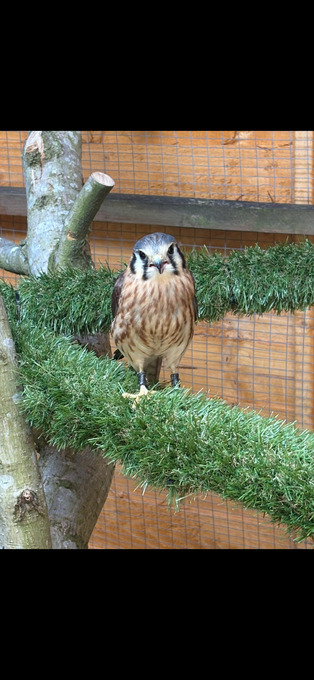 American kestrel female well manned she year old ready to breed 
