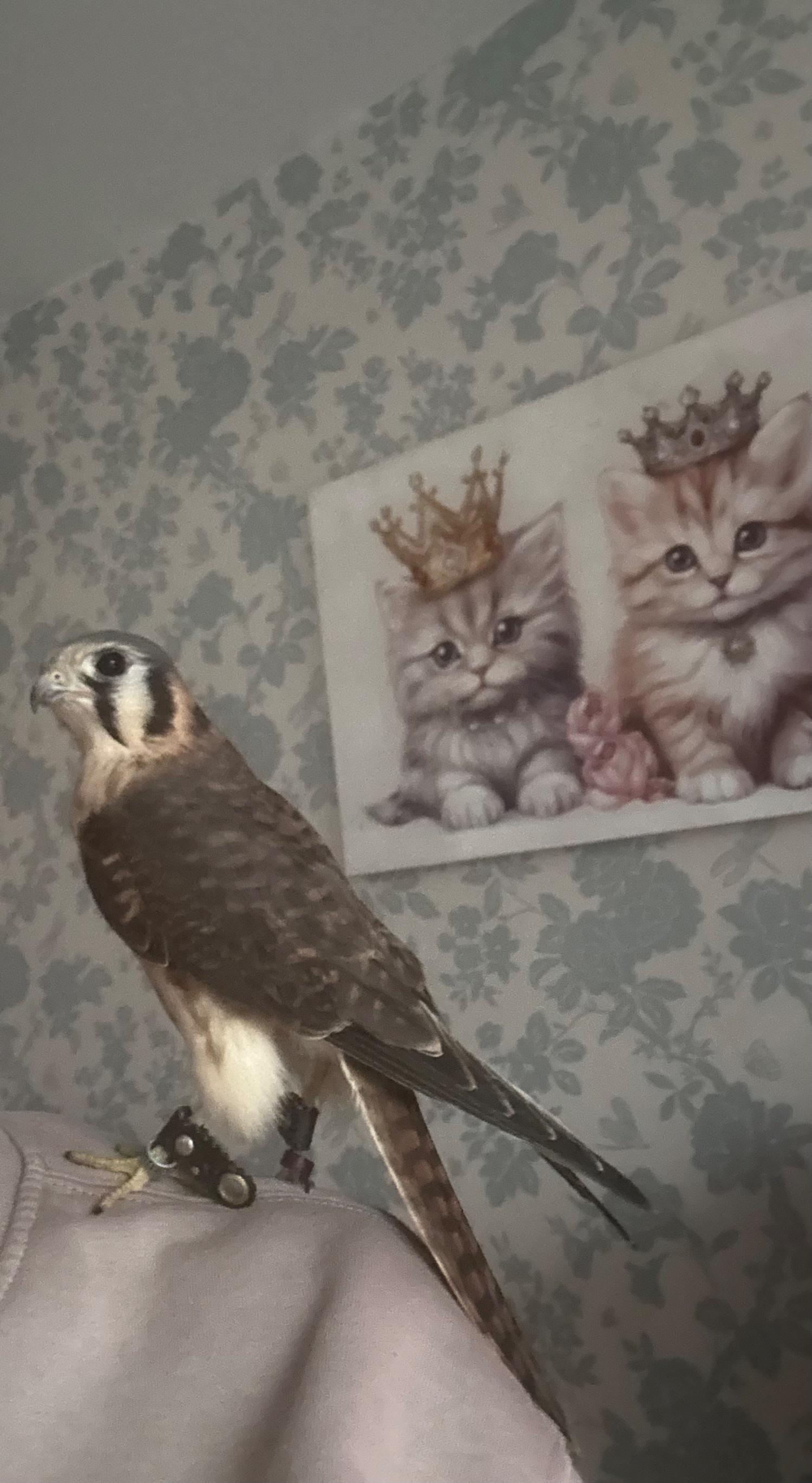 Kestrels