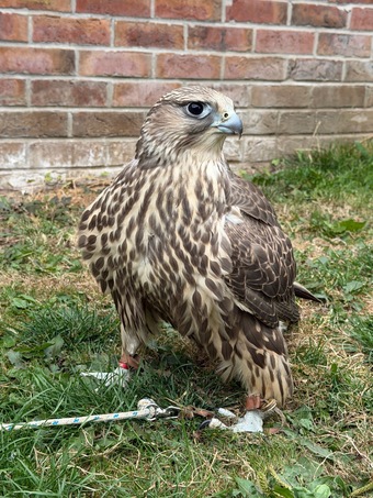 Gyr female for sale 2026