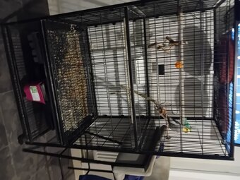 Whistling cockatiel and cage
