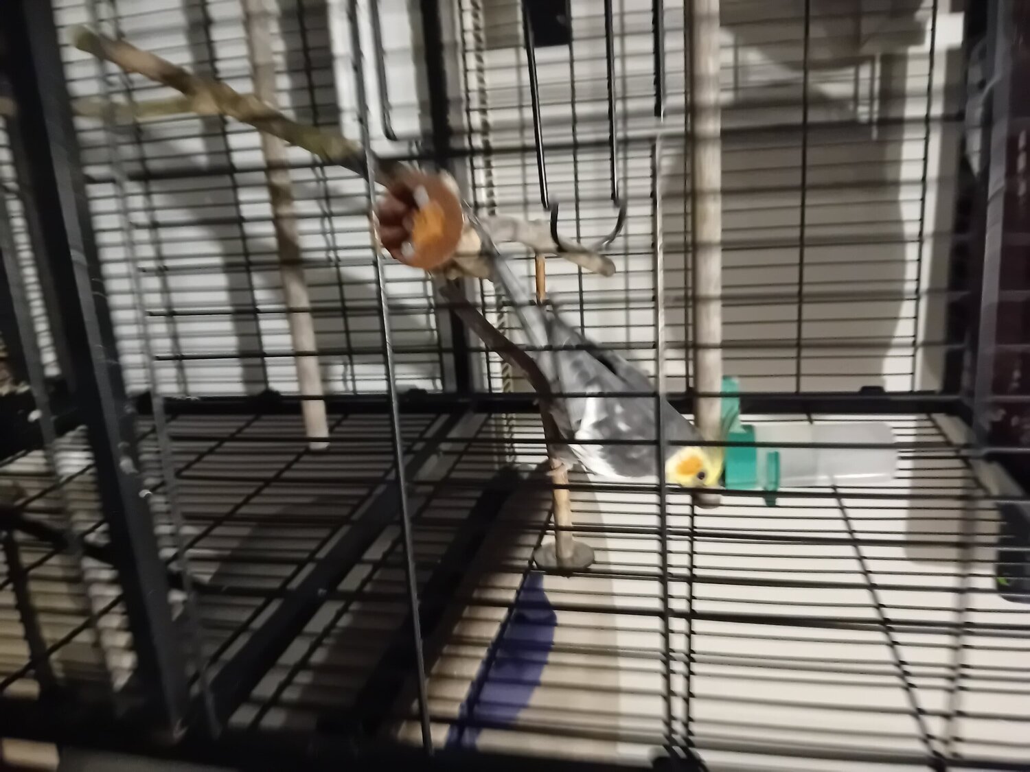 Cockatiels