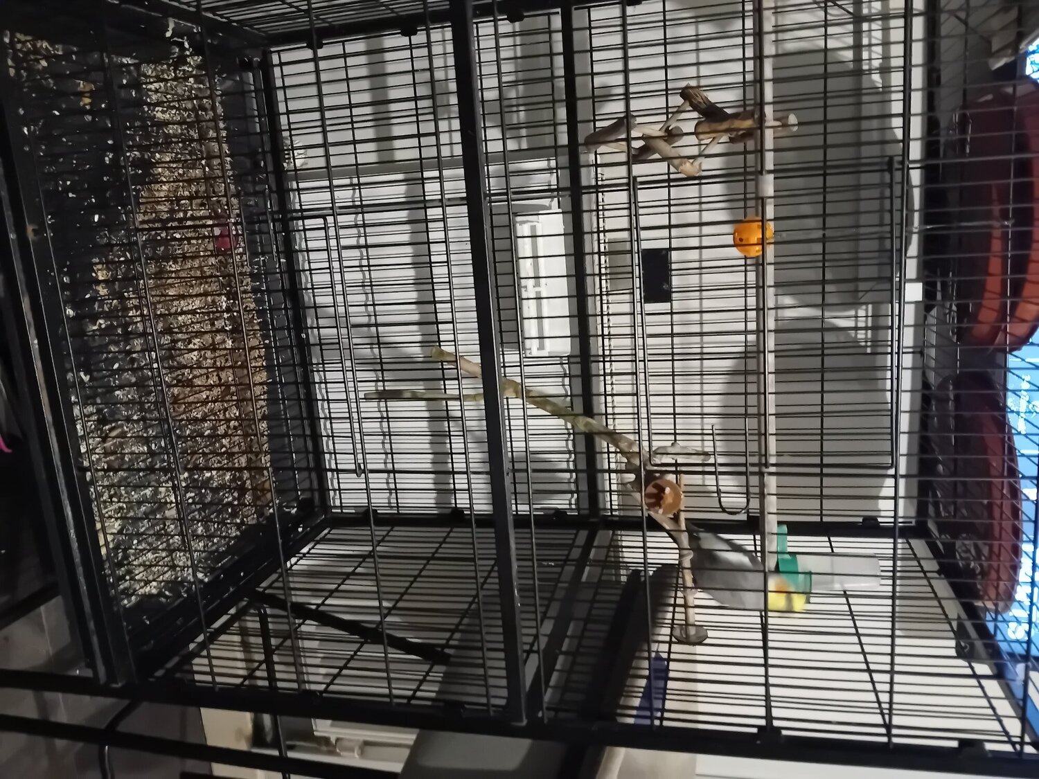 Cockatiels - {TYPE}