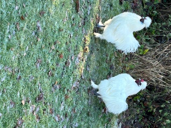 Silkie Cockerel free to good home