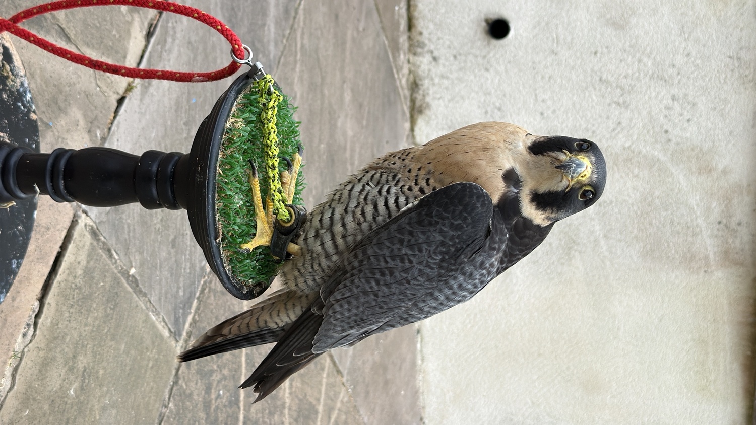 6 year old male peregrine falcon imprint in {LOCATION}