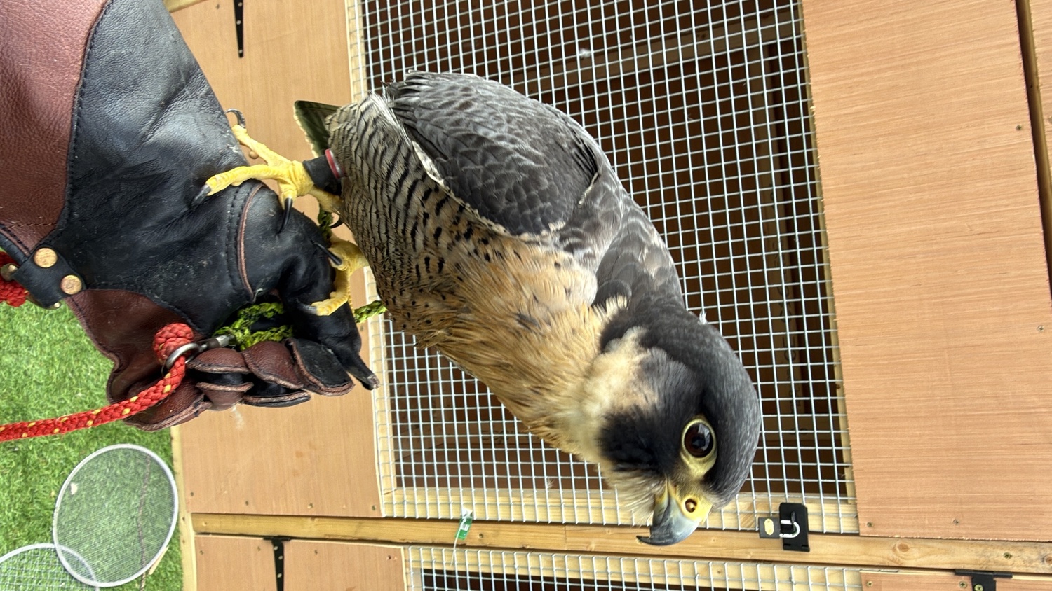 Falcons