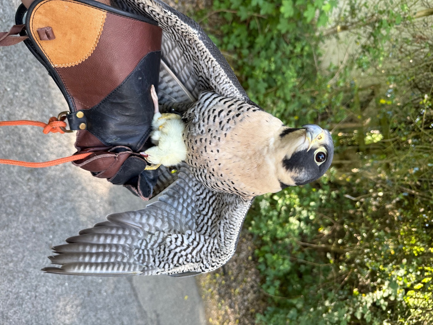 Falcons - {TYPE}