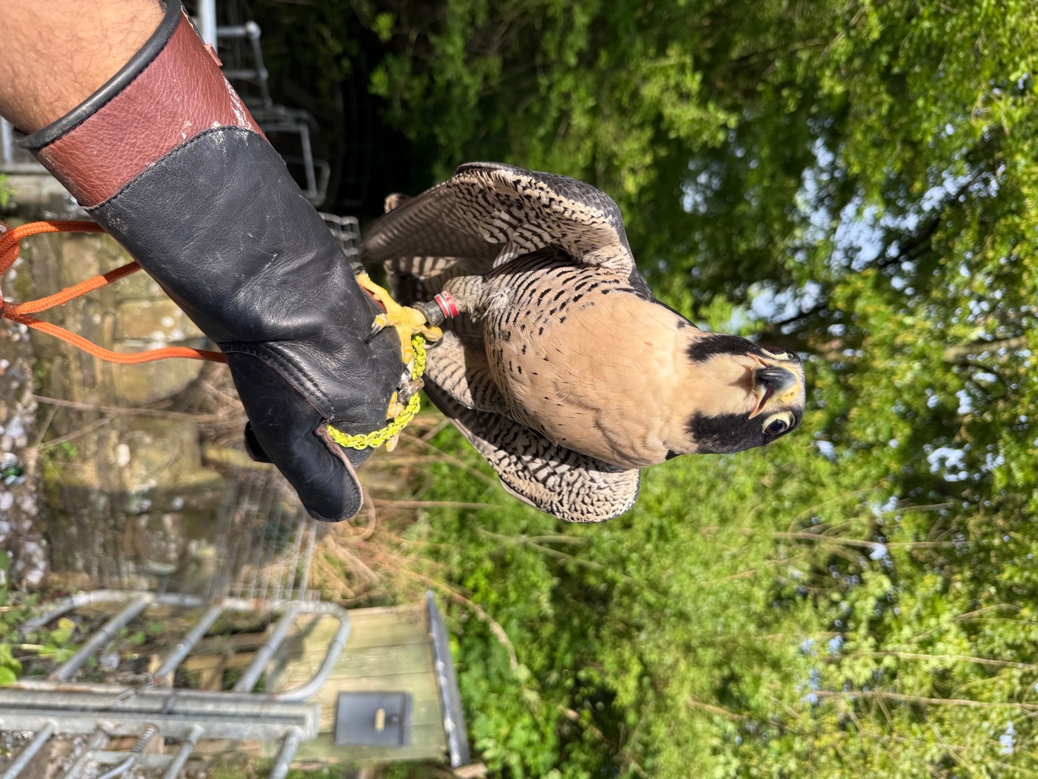 Falcons - 6 year old male peregrine falcon imprint