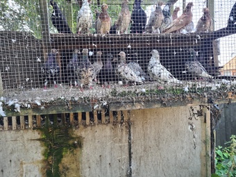 VARIETY OF DIFFERENT PIGEONS - ALMONDS, TIPPLERS, SELFS