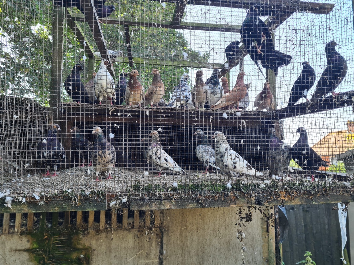 Pigeons