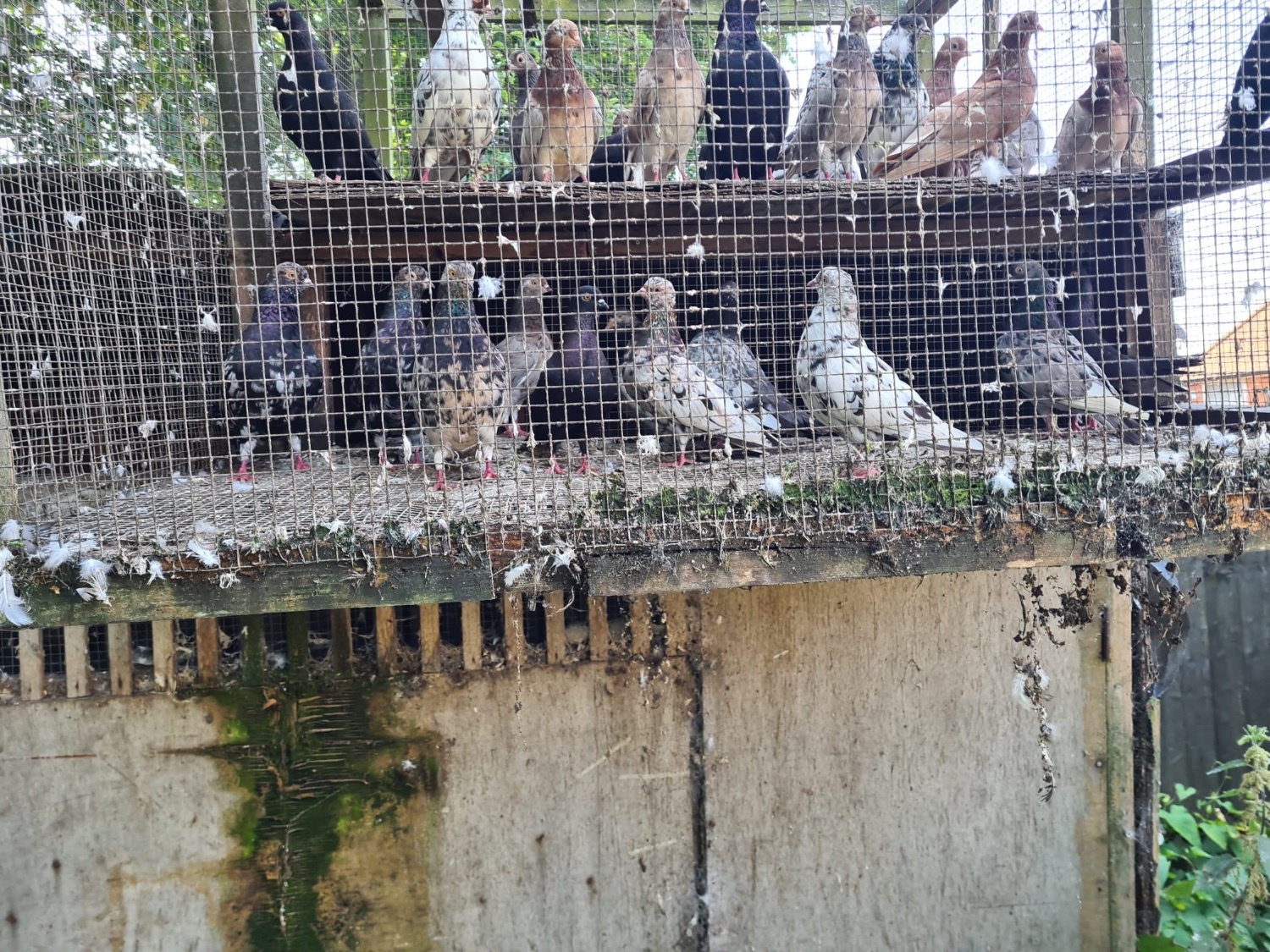 Pigeons - {TYPE}