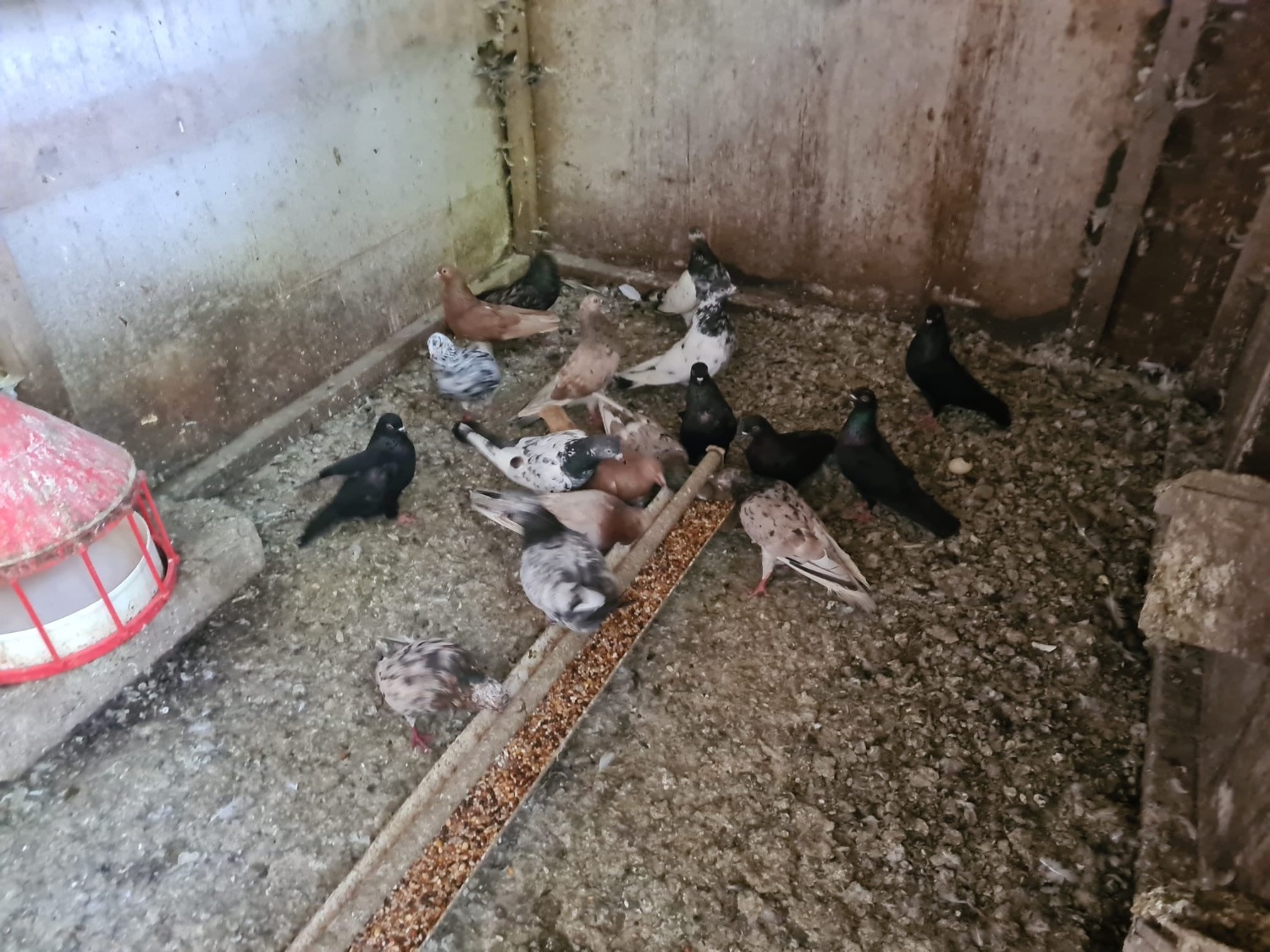 Pigeons - VARIETY OF DIFFERENT PIGEONS - ALMONDS, TIPPLERS, SELFS