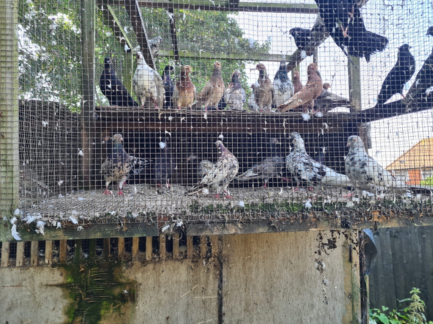 VARIETY OF DIFFERENT PIGEONS - ALMONDS, TIPPLERS, SELFS - Pigeons