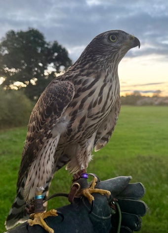 Male Finnish goshawk 