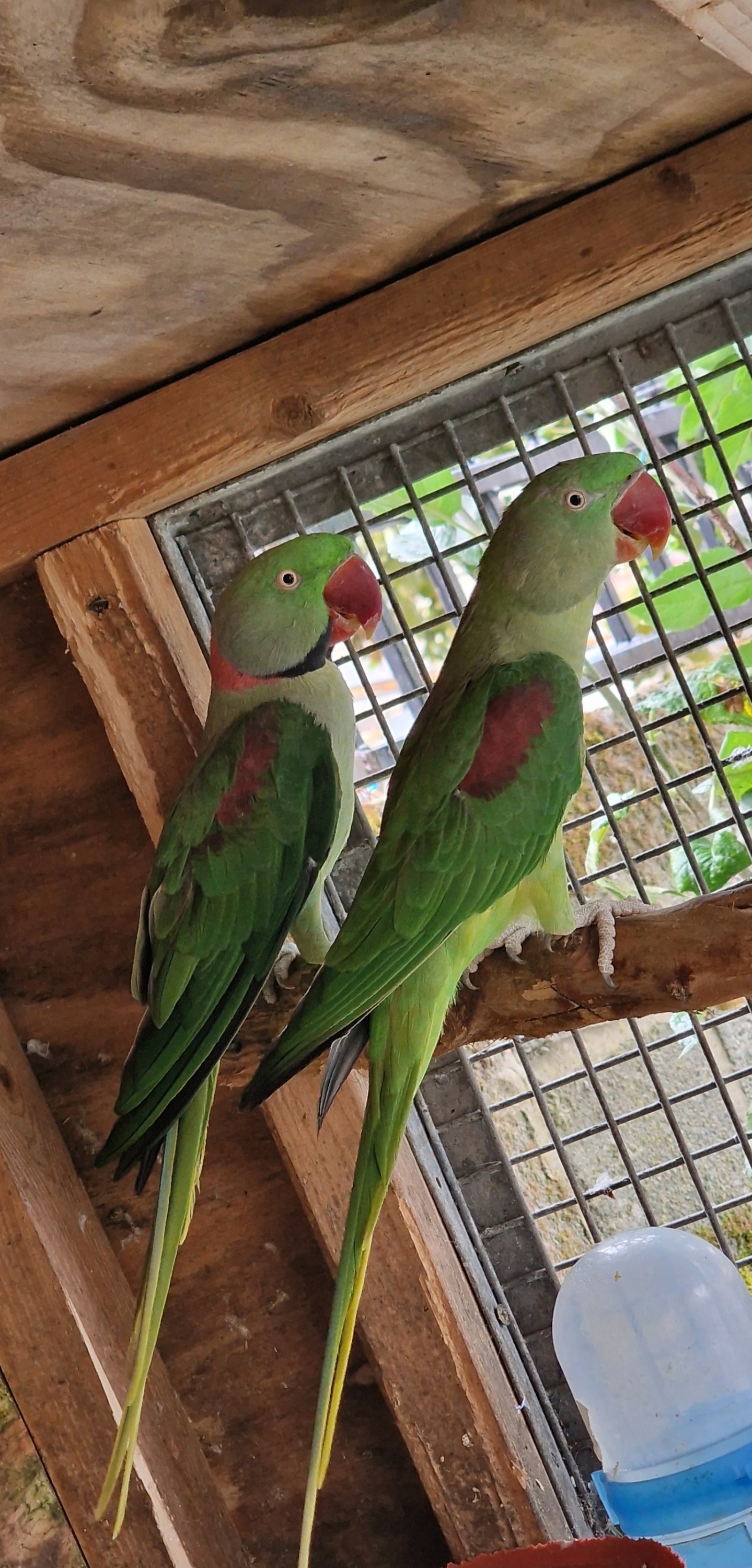 Other Parrots