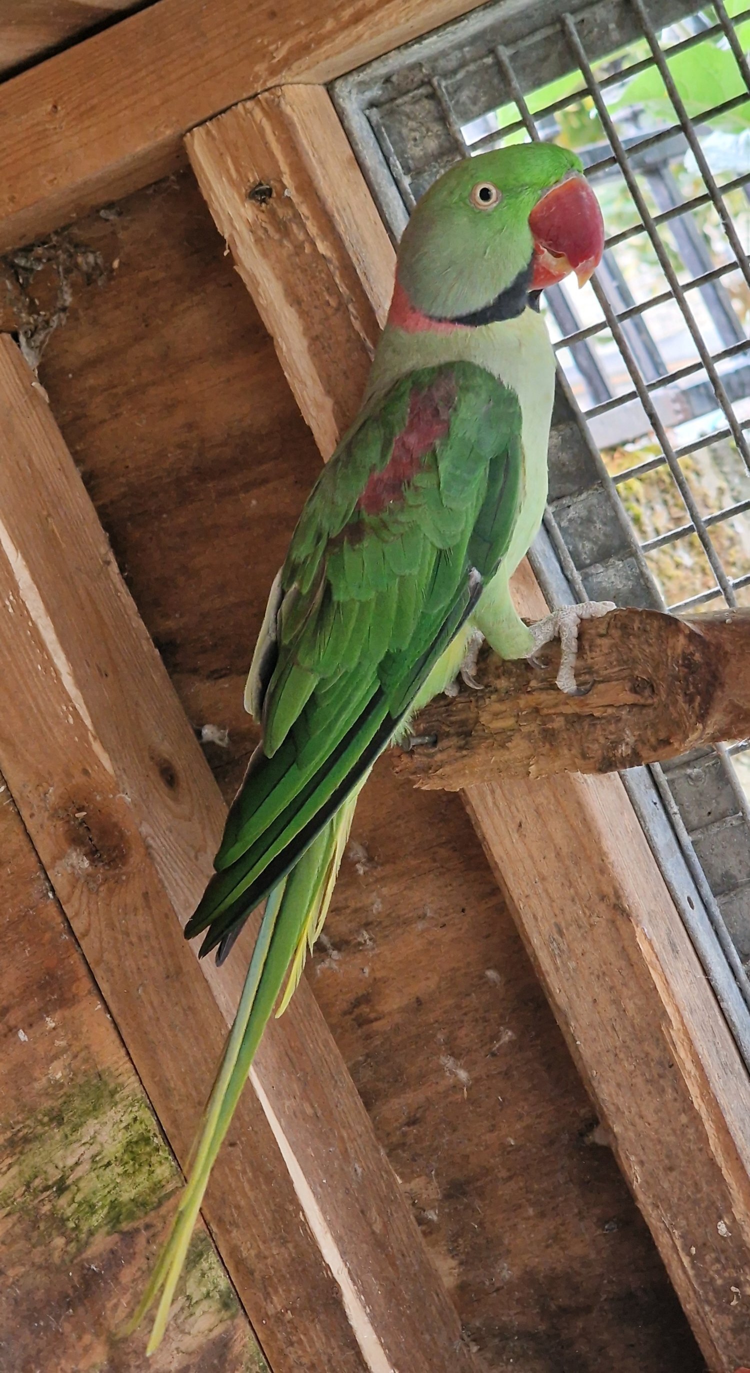 Other Parrots - {TYPE}