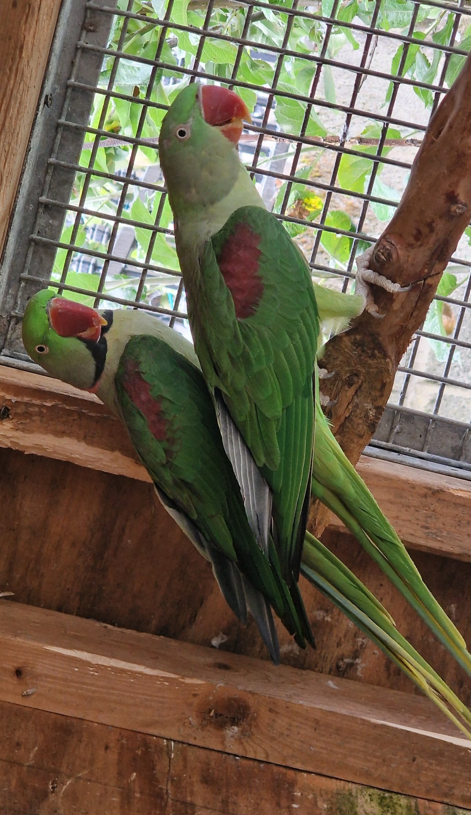 Other Parrots - Breeding Pair of Alexandrine Parrots – £600 ONO 