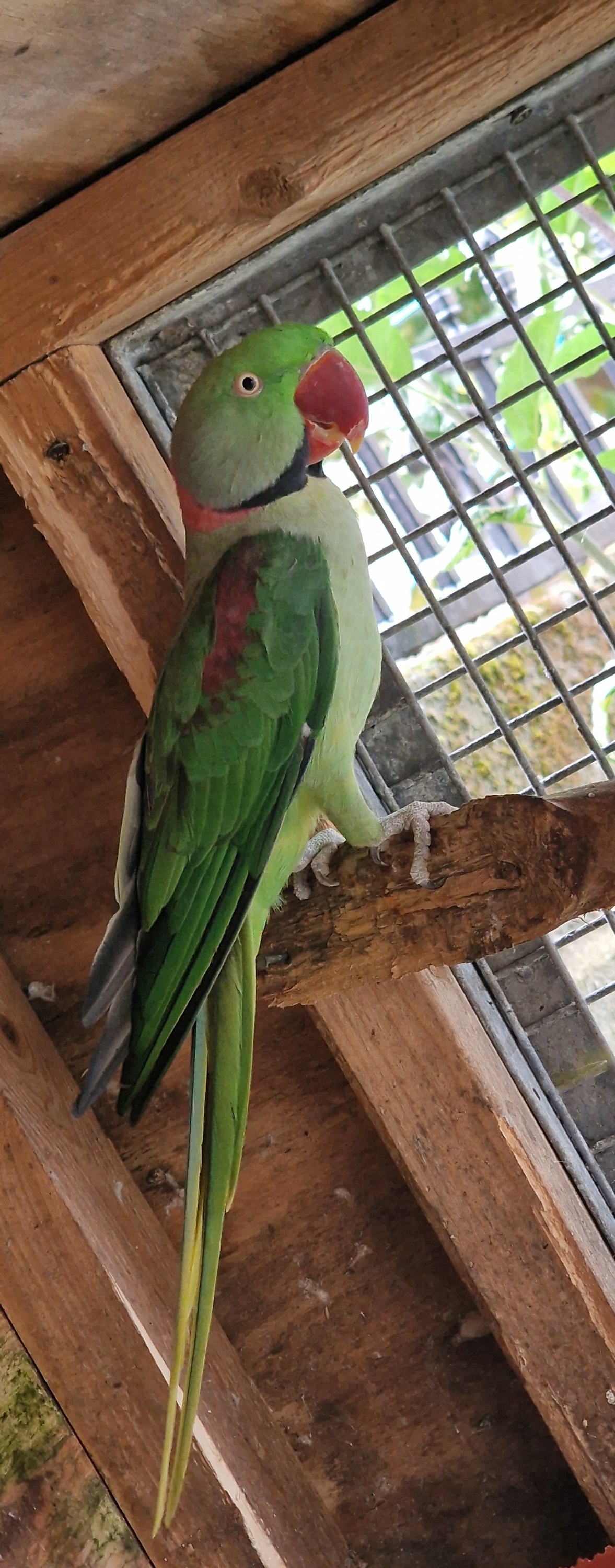 Breeding Pair of Alexandrine Parrots – £600 ONO  - Other Parrots