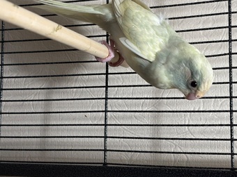 Kakariki parakeet , 